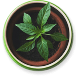 potted plant 1 1 150x150.png
